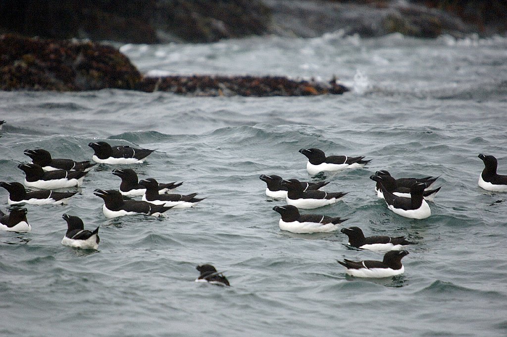 Razorbill, 2006-07020956 Cutler and Machias Seal Island, ME.JPG - Razorbills, Machias Seal Island, 7-2-2006